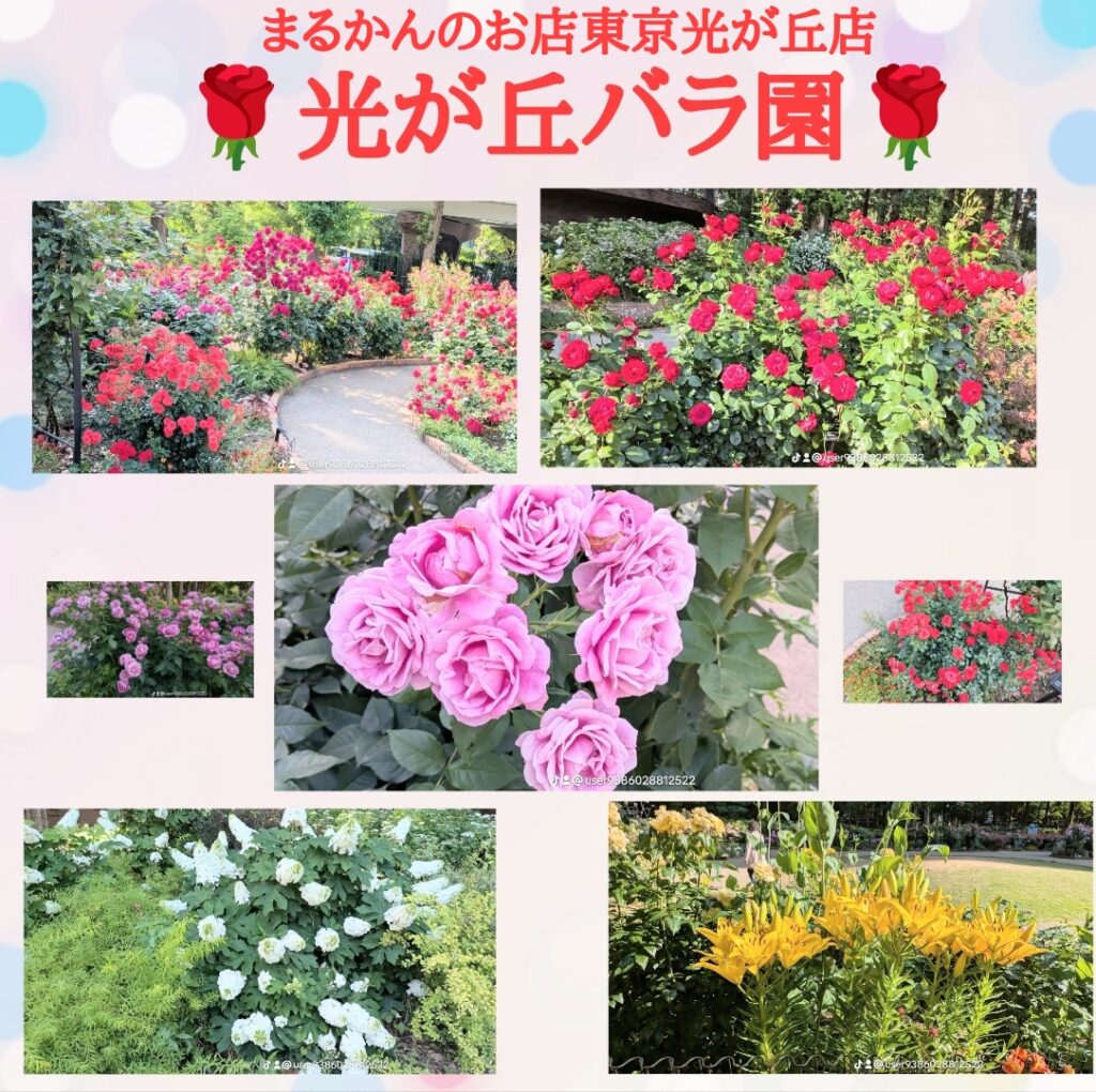 斎藤一人さん創業 【銀座まるかん公式HP】管理栄養士後藤恵理子のまるかんのお店東京光が丘店 光が丘自慢のバラ園です。5月~6月ばらの見ごろです。是非遊びに来てください。ご来店お待ちしております。